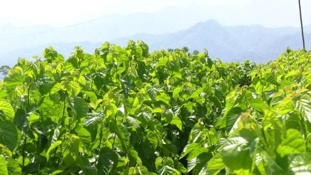 池河镇醉美桑海博览园开始栽桑建园