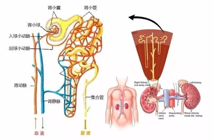 尿液是怎樣煉成的先科普一下腎臟的微觀結構