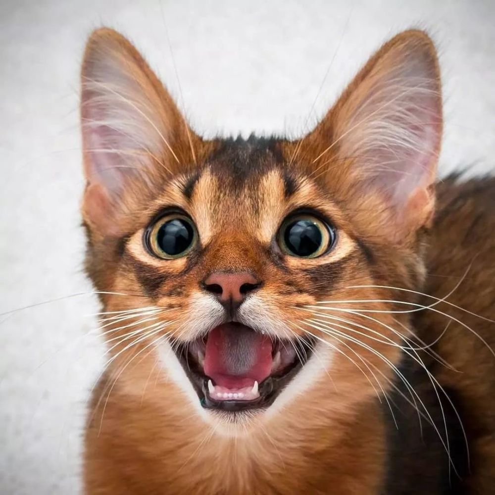 高颜值小狐狸其实是沙雕皮猴?