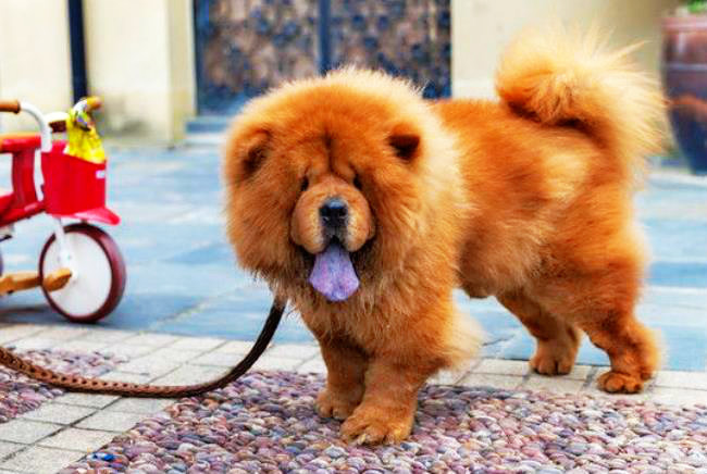 它是最强工具狗之一,在我国有悠久历史,喜欢它的人却不多