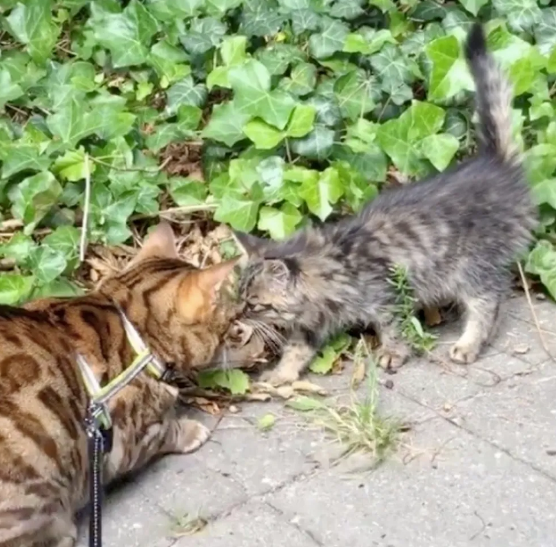 女子陪爱猫去见流浪小猫 喂食1月后被爱猫带回家 还带走了猫妈 腾讯新闻