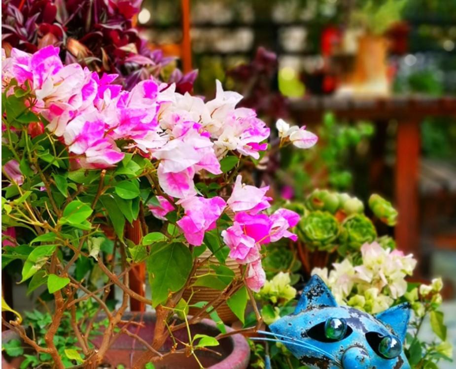 植物越冬 做这几点 来年春天爆花盆 腾讯新闻