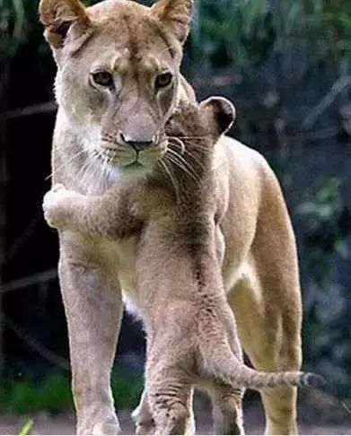 万物皆有情超有爱的动物亲子合照 怎么可以这么暖心 腾讯新闻