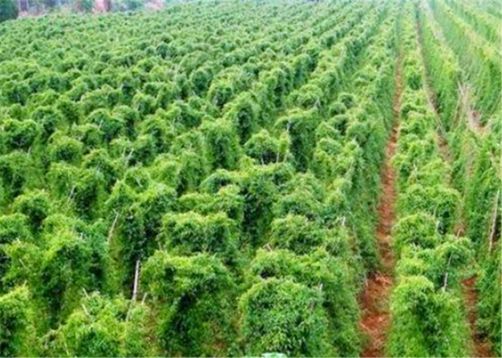 山药要如何种植管理才能高产呢?