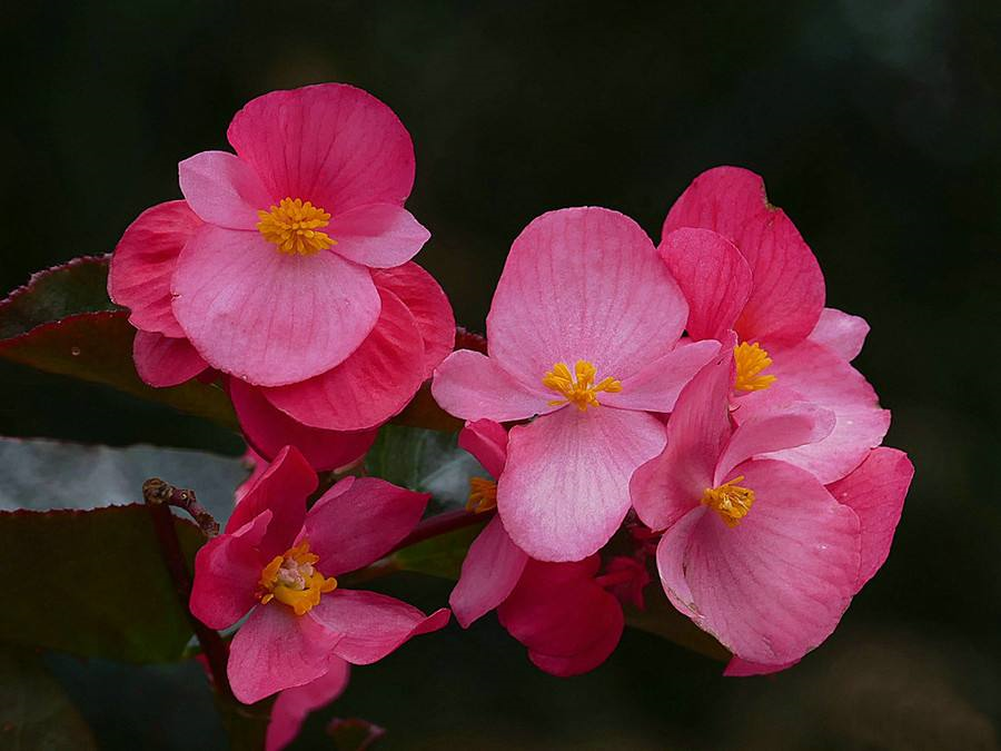 12月也想赏花 这种冬花植物赶紧养一盆 陪你度过五彩斑斓的冬 腾讯新闻