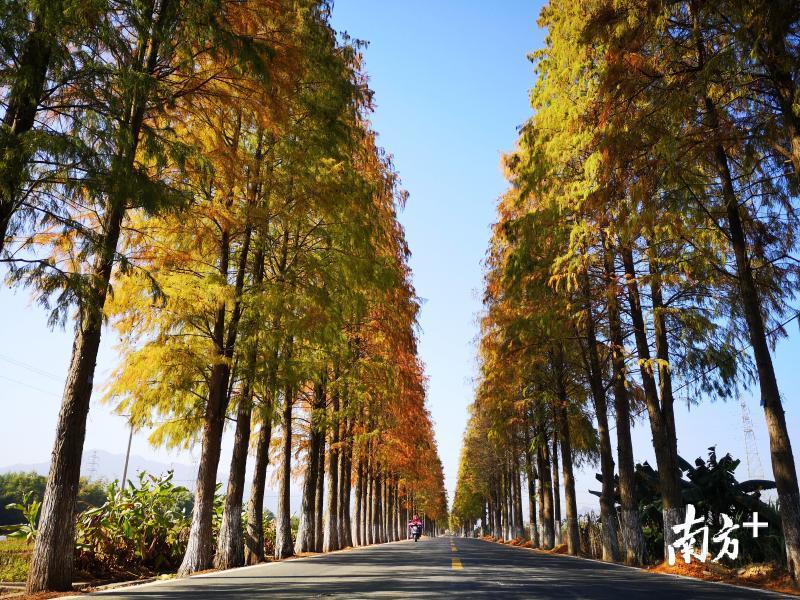 韶关始兴"最美乡村公路"换装啦!色彩斑斓,犹如秋的"调色板"