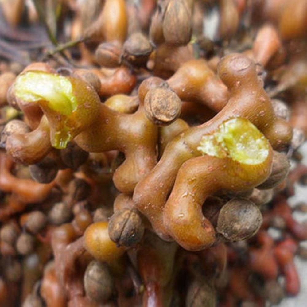 农村常见的野果 有 万寿果 的美誉 曾经没人要如今10元一斤 腾讯新闻