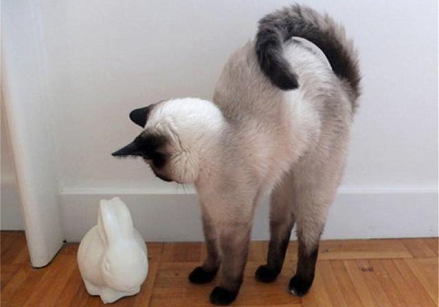 我家猫尾的油脂多到可以炒菜?大概率是尾部油脂积蓄症惹的祸