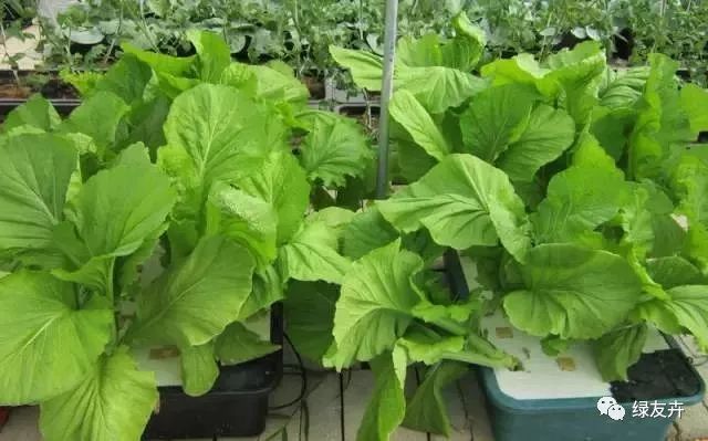 在花盆里种植蔬菜 家庭小菜园乐趣多多 腾讯新闻