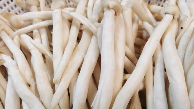 雪榕菇炒牛肉家常菜新鲜又好吃