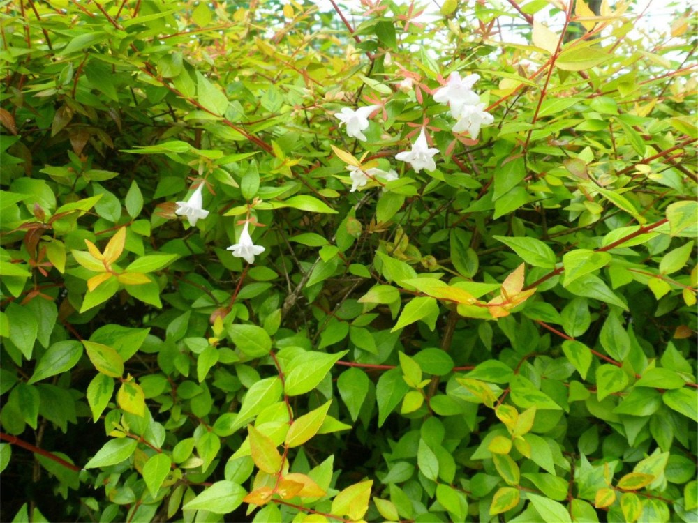 温度与水分大金叶花无论在酸性还是碱性土壤的环境中,都可以顺利适应