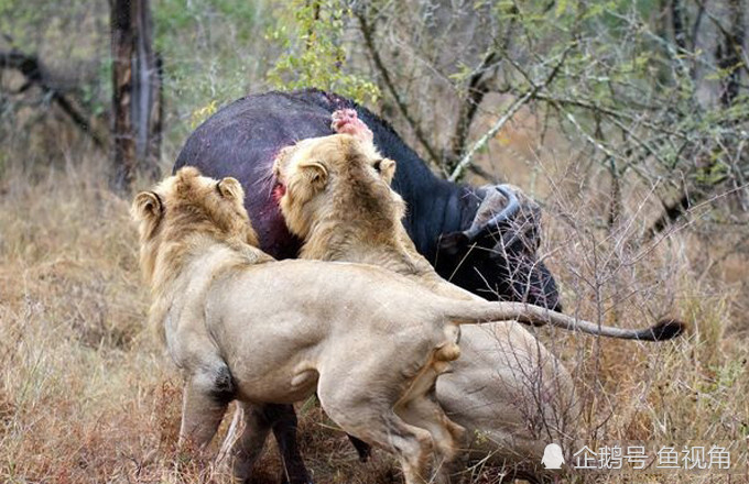 非洲二哥的刻板印象,明明高效强悍,却成众人眼中的"掏肛专家"