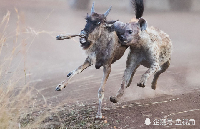 非洲二哥的刻板印象,明明高效强悍,却成众人眼中的"掏肛专家"