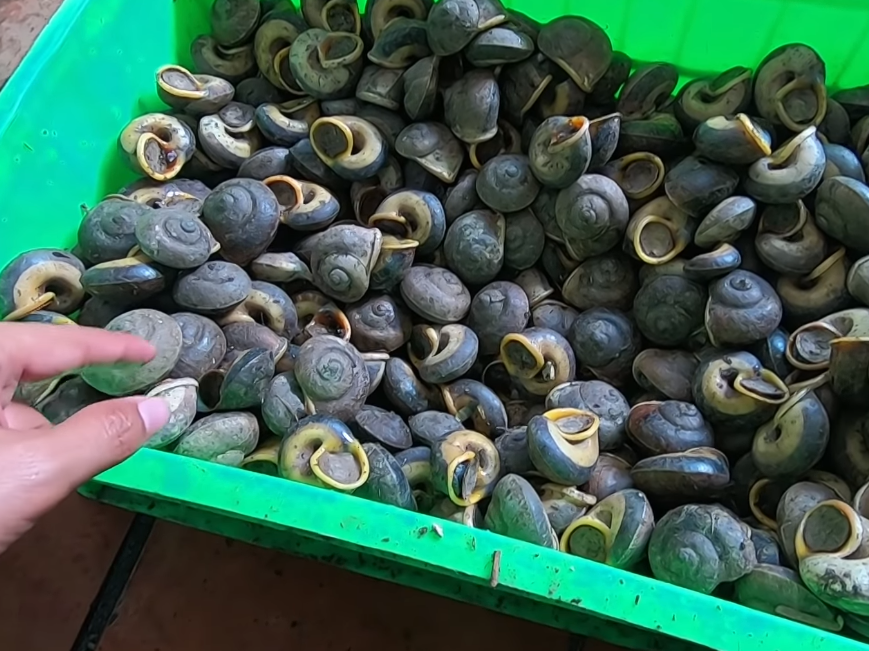 讲了半天,我就大概知道他说这种螺叫什么扁乌螺.这应该是这种螺的方言