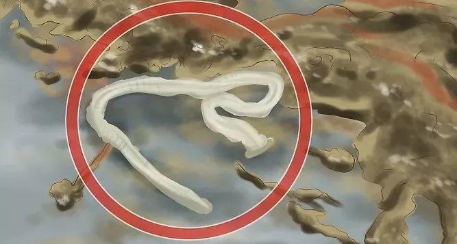 如何判断猫咪是否该驱虫了?