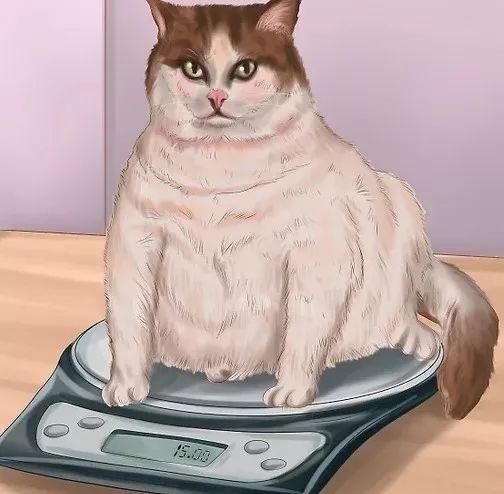 如何判断猫咪是否该驱虫了?