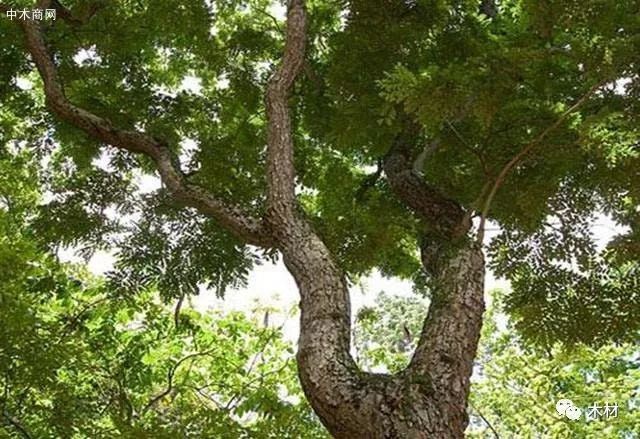 越南大红酸枝是名贵木材 但怎样种植 中木商网30秒讲解 腾讯新闻
