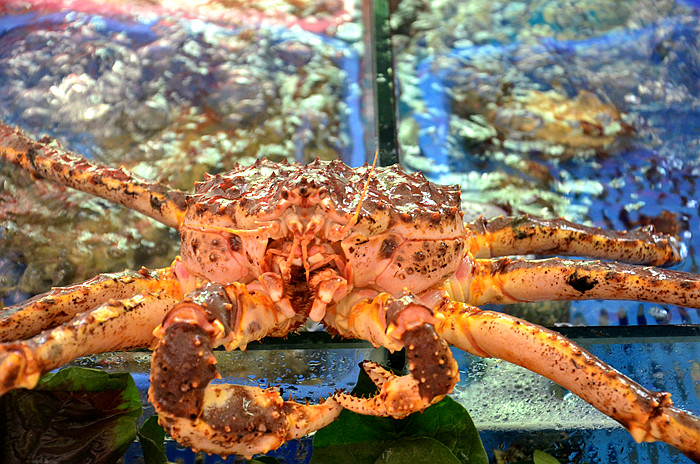 人均80元的平价海鲜餐厅,龙虾帝王蟹活蹦乱跳味道鲜美还超便宜!