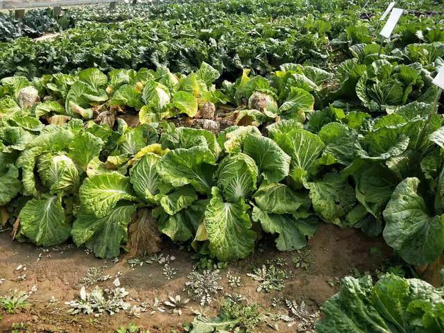 白菜正确的施肥方法 牢记2个原则 白菜长得好 包心紧实 施肥 白菜 农户 追肥 底肥 钾肥