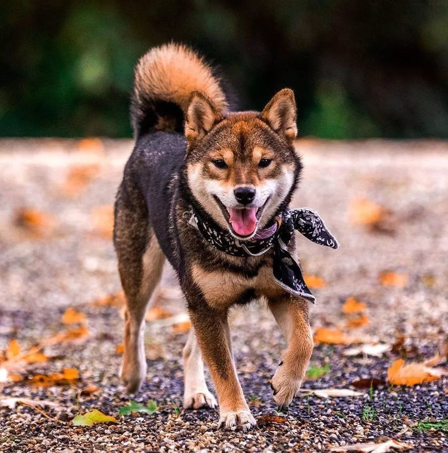 来人啊 这里有个柴犬 烤糊了 腾讯新闻