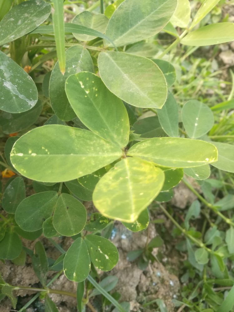 夏英三(山東省臨沭縣青雲鎮,農技站) 薊馬為害,用乙基多殺黴素,螺蟲