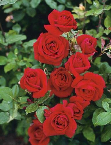 比玫瑰美 比茶花香 养1棵 3年窜一片 花友 有史以来它最美 玫瑰 月季 盆栽