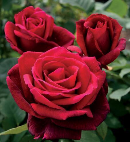 比玫瑰美 比茶花香 养1棵 3年窜一片 花友 有史以来它最美 玫瑰 月季 盆栽