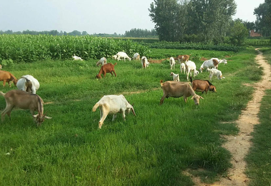 屠夫拿刀正准备宰羊 母羊突然下跪 知道原因后忍不住泪目 腾讯新闻