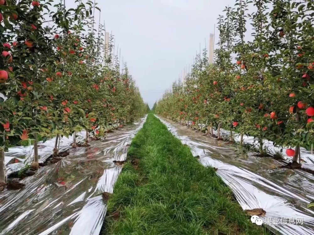 3,苹果矮化密植栽培技术取得了实质性的突破.