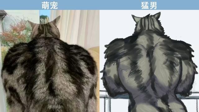 "肌肉萌宠"再添新成员,软萌猫咪变肌肉猛男,网友笑出猪叫