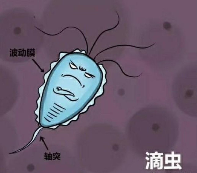 细菌性,念珠菌性,滴虫性三者有什么区别?