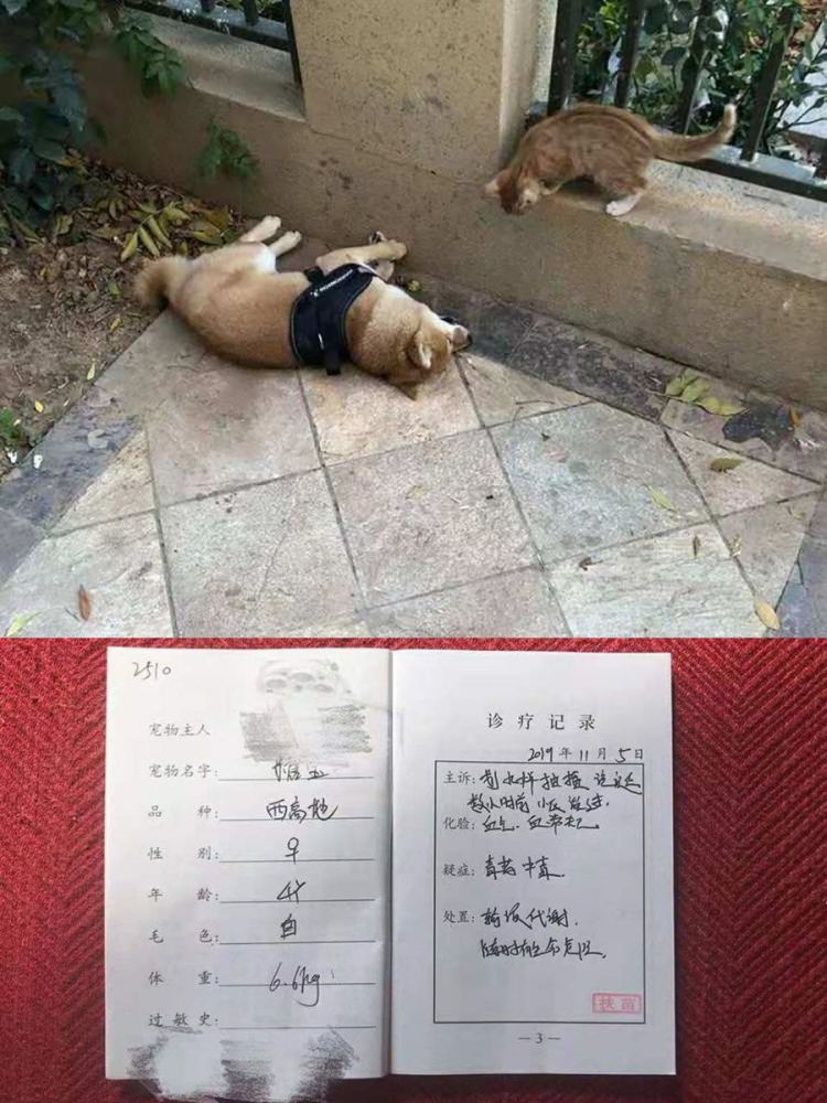 小区毒狗事件频发 法律能为我们的狗狗伸张正义吗 腾讯新闻