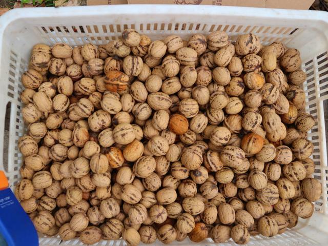 农民种植 长寿果 果子每斤10元 棵果树收入2万元 腾讯新闻