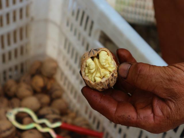 农民种植 长寿果 果子每斤10元 棵果树收入2万元 腾讯新闻