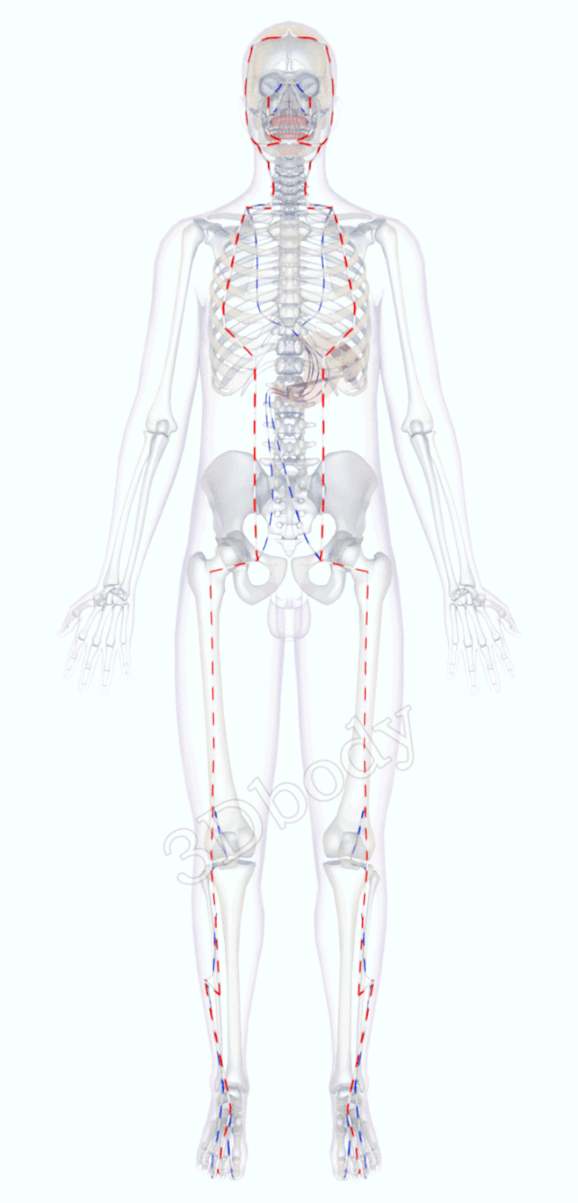 3dbody经络走向图图片