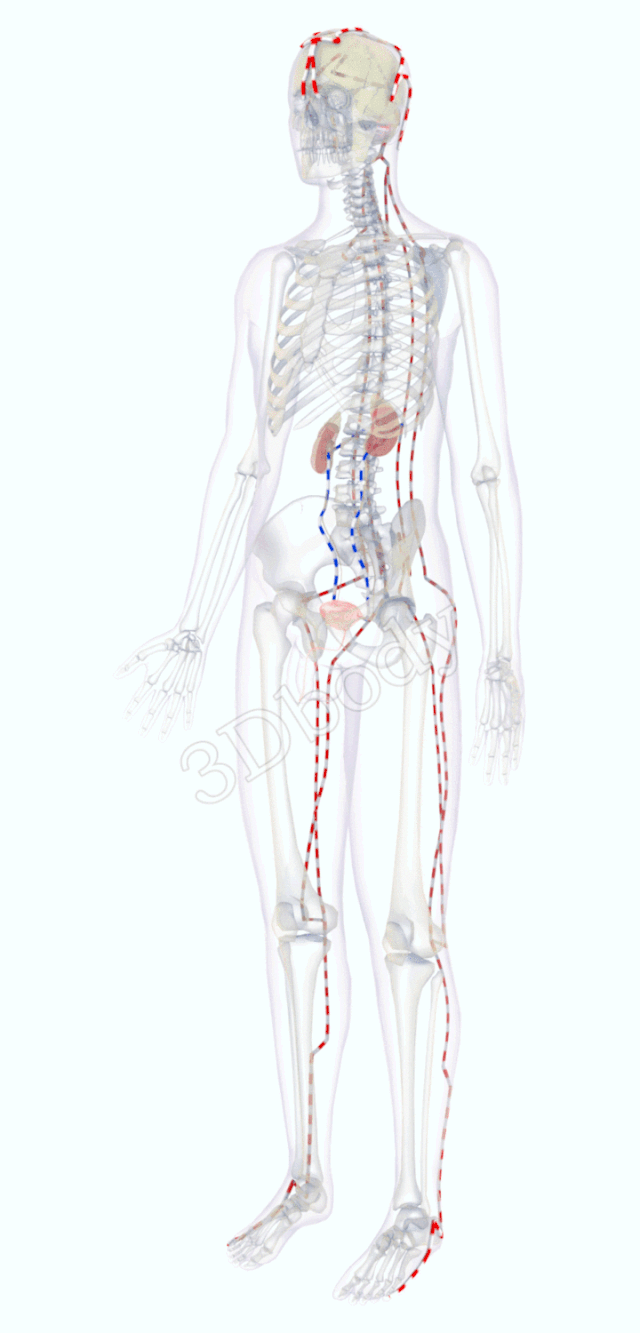 中医精美3d经络图足太阳膀胱经大河养生古法八段锦必备