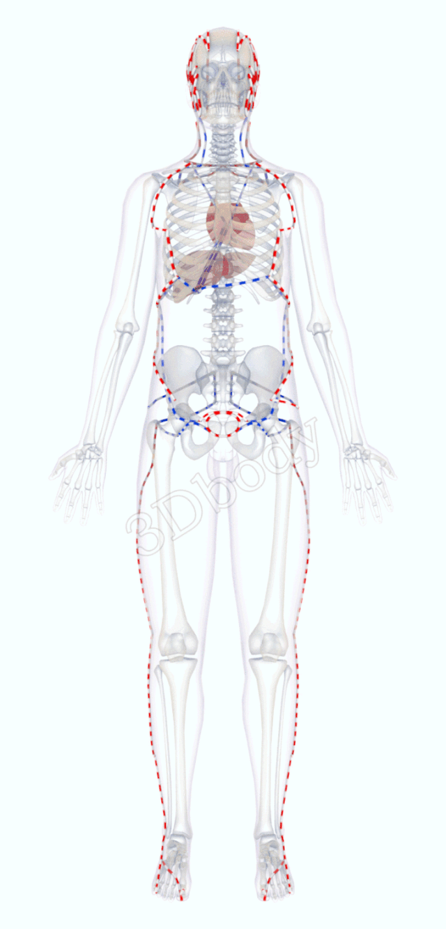 最新经络图精美3d动态循行图建议收藏