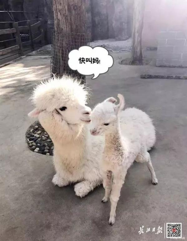 武汉羊驼宝宝早产 现在还好吗 看到这一幕就放心了 腾讯新闻