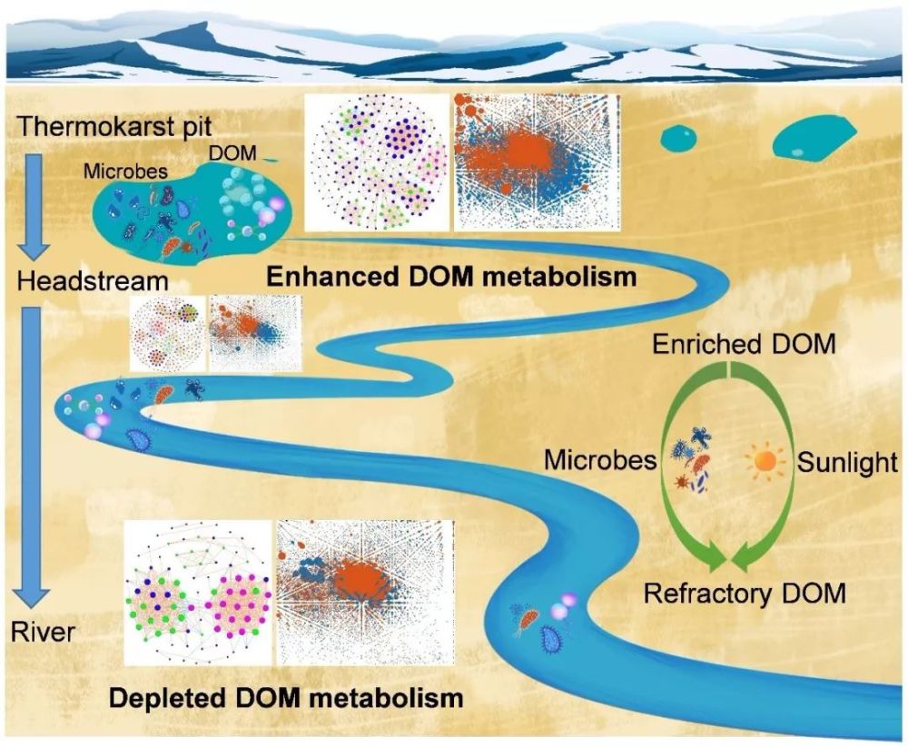 冻土环境中微生物和溶解性有机物相互作用研究取得进展