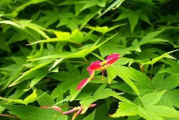 植物造景之秋色叶常见植物种类集锦 腾讯新闻