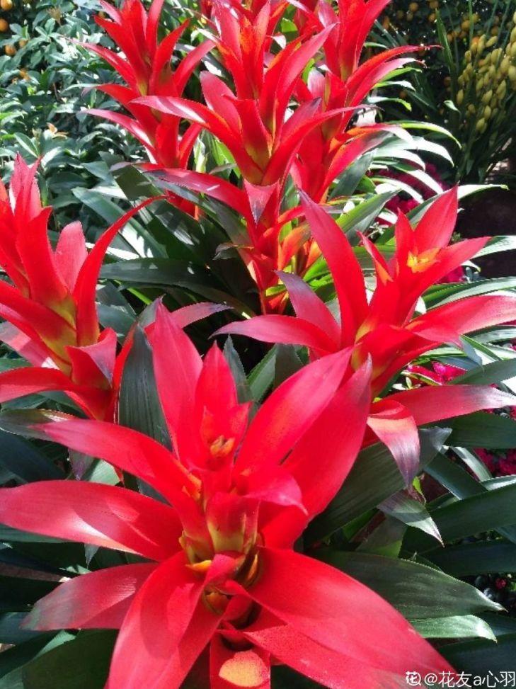 冬天养盆鸿运当头,红艳艳的看着就喜庆,越