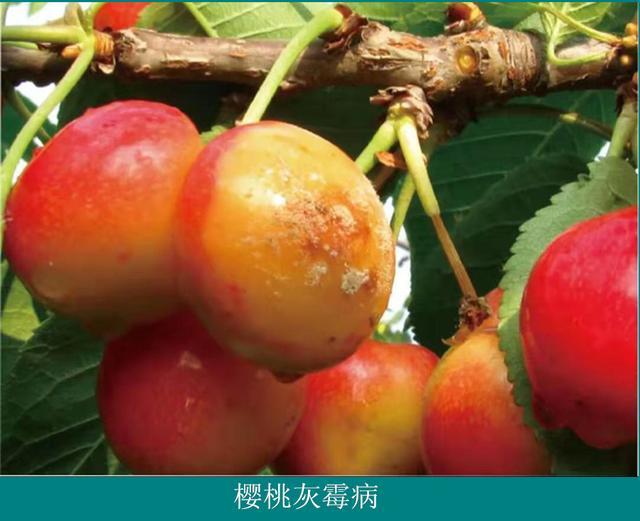 樱桃树栽培技术 樱桃灰霉病发病规律及防治措施