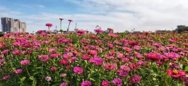 到潮州这两个网红"花海"打卡!去看还不用钱!