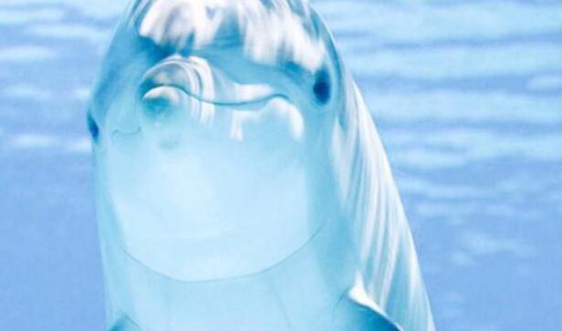 孕妇去海洋馆被海豚吻了肚子医生恭喜你做了天然b超