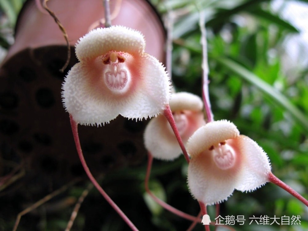 长有 猴脸 的植物 像一只只猴子挂在枝头 也能在任何季节开花 腾讯新闻