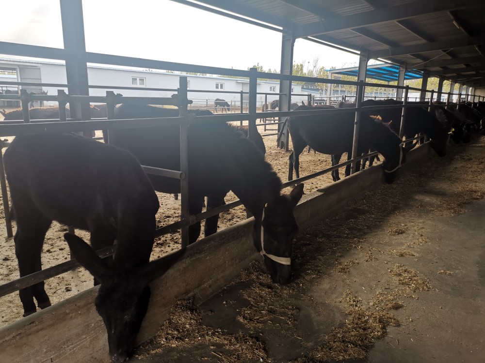 全国20个养驴基地,驴屠宰项目未按原计划竣工