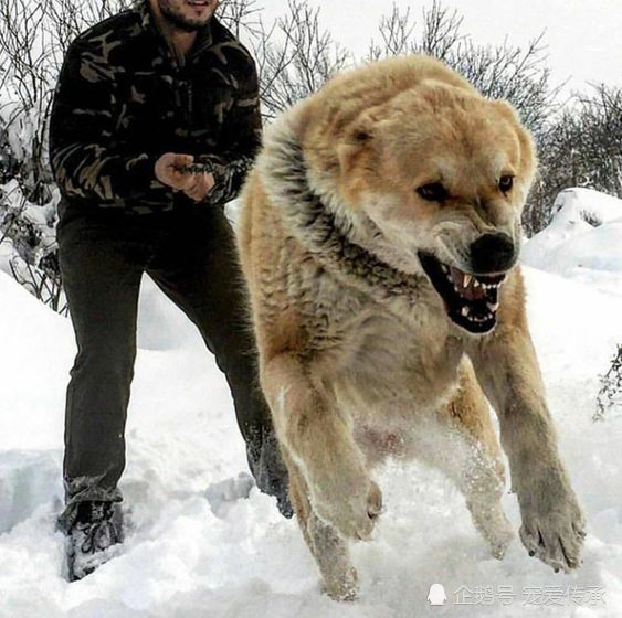 它一吼藏獒都要抖三抖120kg猛犬碾壓任何猛犬