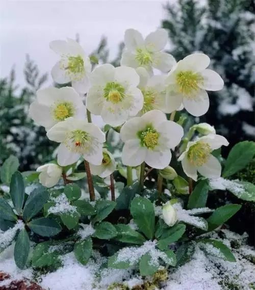 这9种花能在冰天雪地开花 超级耐寒 非常惊艳 腾讯新闻