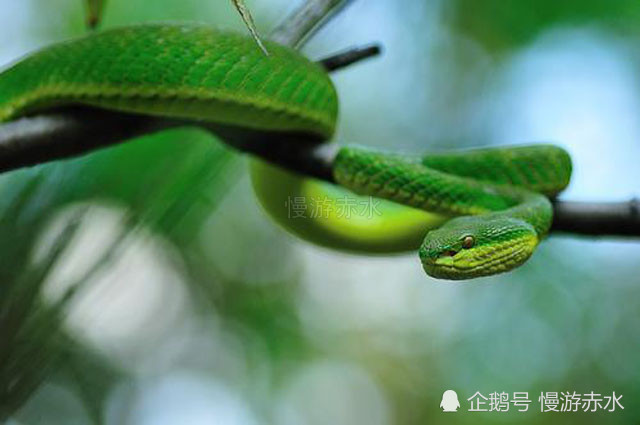 三,竹叶青 地方名"青竹标".咬物时,一次可排蛇毒27.
