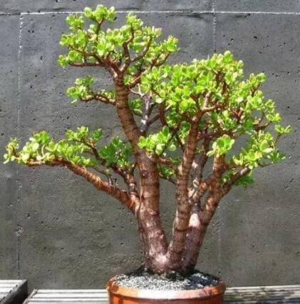 3种树,看着很普通,殊不知,越养越值钱